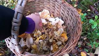 เก็บตกคลิปเก็บเห็ดท้ายฤดูจ้า