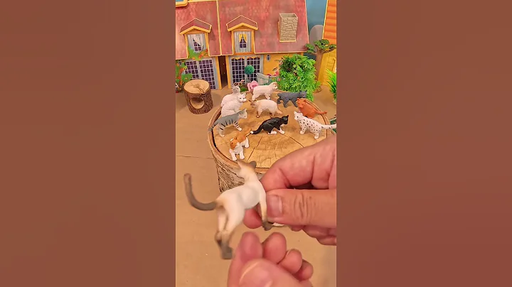 Watch the video about Siamese Cat! Cream Fur, Brown Eyes & Loud Meows 🇹🇭