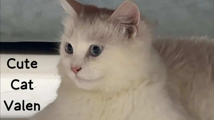 Video 11839771: cat siamese kitty kitten, siamesecat cats kittens, siamese cat cute kitten, blue eyed siamese cat, cute baby siamese cat