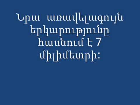 Video: Ինչ տեսակ ձուկ է որսացվում հունվարին: