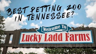 BEST PETTING ZOO IN TENNESSEE? | LUCKY LADD FARMS