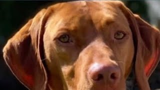 CSU studies dog brains