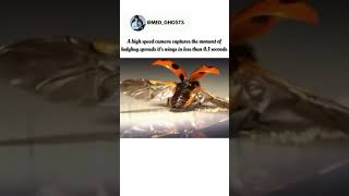 A high speed camera captures the moment of ladybug spreads it's wings in less than 0.1 seconds #bug