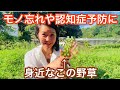 【野草の知恵】コレを摂ることで聡明で長生きできる！？