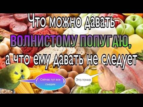 Чем кормить волнистых попугаев? Рацион волнистого попугая