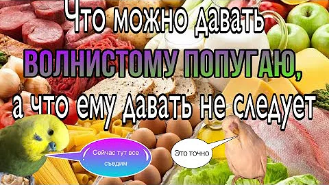 Чем кормить волнистых попугаев? Рацион волнистого попугая