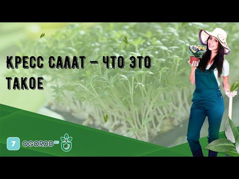 Видео: Что означает кресс-салат?