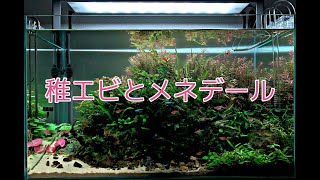 稚エビが出てきた 水草レイアウト水槽 2年目 初心者 アクアリウムaquarium Youtube