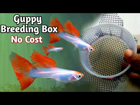 How To Make Guppy Breeding Box - YouTube