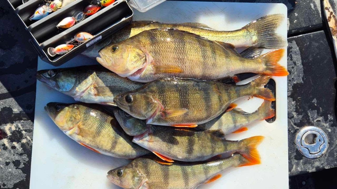 JOKO SE AHVEN ON SYÖNNILLÄÄN? PUSIKOITA KIERTELEMÄSSÄ | JIGI & VAAPPU KALASTUS!