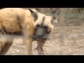 ラットを食べるリカオン１