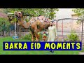 Bakra eid moments l peshori vines