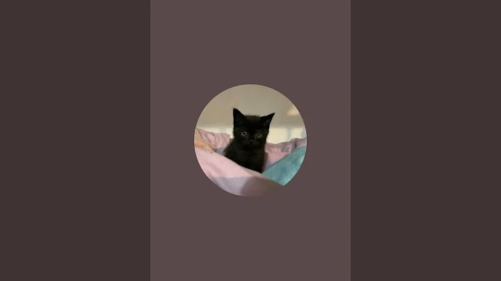 Watch the video about Black British Short Hair and Street Cats is live