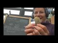Atelier didentification des lichens pour dbutants