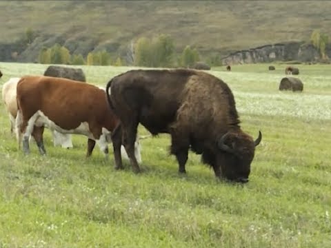 Video: Bagaimana Bison Kembali Ke Cagar Alam Kaukasia