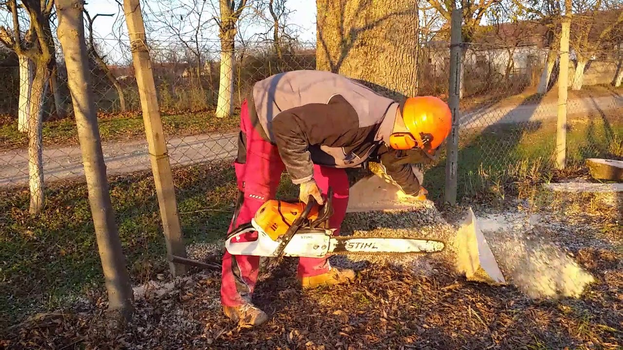 Ash tree falling with stihl ms 500i - YouTube