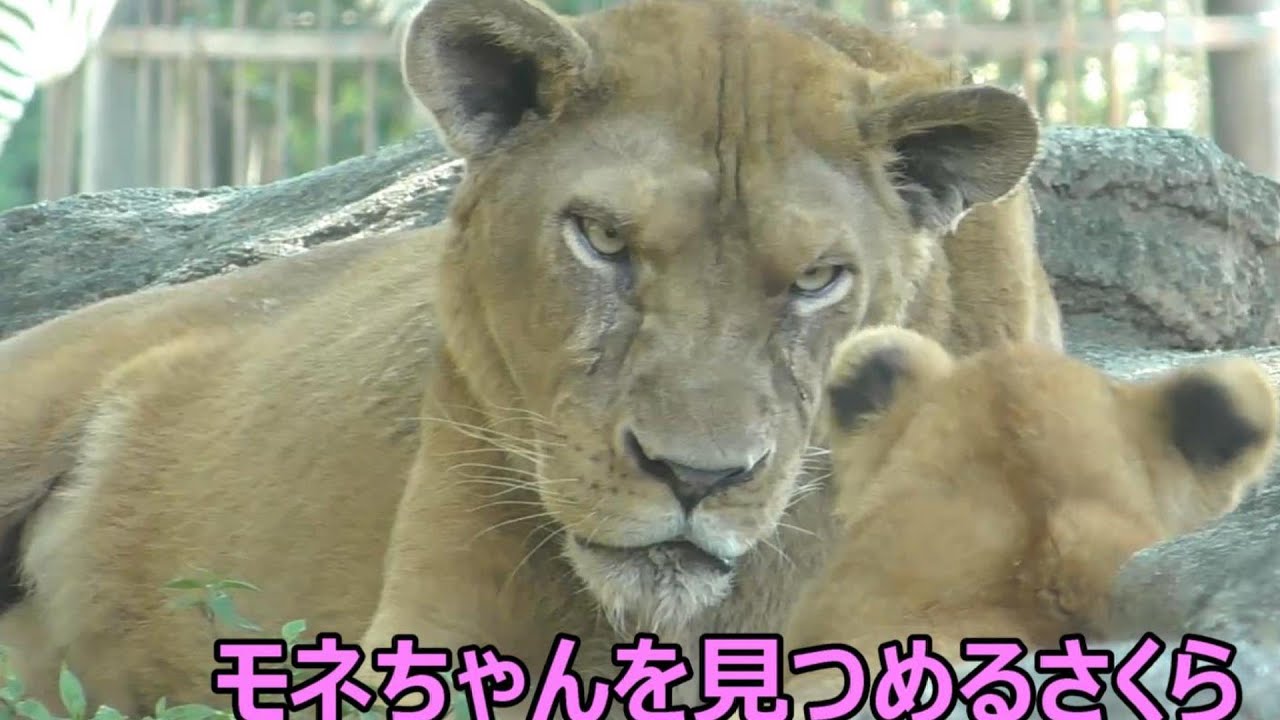 モネちゃんを見つめるさくら（クレイの母親）とべ動物園にて