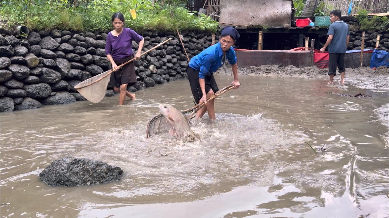 Tháo Ao Bắt Cá Thần Khủng, Diệt Sâu Bọ | TÀY TV