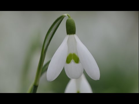 Video: Wanneer sneeuklokkies blom, word die natuur wakker
