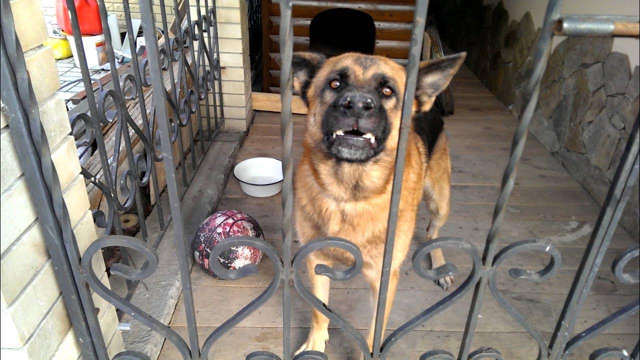 Немецкая овчарка лает. Собака лает. Лай овчарок видео. Лай овчарок видео. Лай овчарок видео.