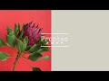 Protea -Today's Flower-                            ⚫︎Mar.04.2022⚫︎