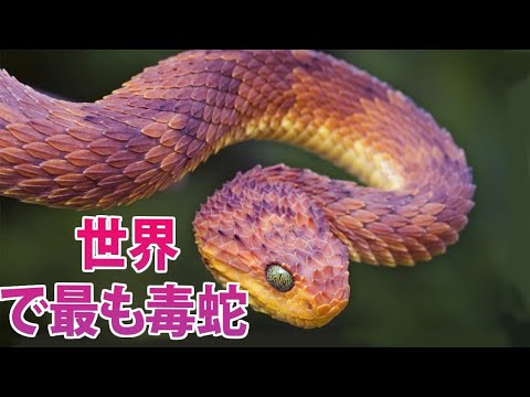 世界で最も危険な毒蛇トップ10 | あなたが知らないかもしれない世界で最も有毒な蛇