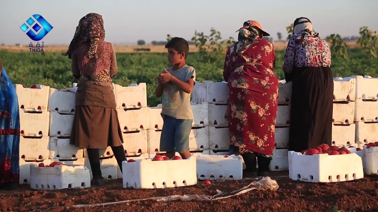 زراعة البندورة في ريف حلب الشمالي والصعوبات التي تواجه اصحاب المشاريع في المنطقة