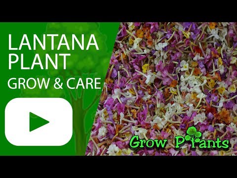 Lantana plant - How to grow (Lantanas)