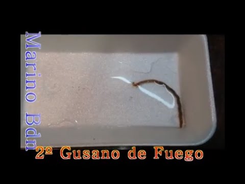 como atrapar gusanos de fuego como atrapar gusanos de fuego