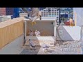 #70🦅🐥25°🐥25°🐥25°🐥25°／San Jose City Hall Falcon Nest 2026／Hartley💗Monty／City of San Joes