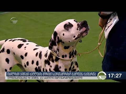 თბილისში ძაღლების საერთაშორისო გამოფენა გაიმართა