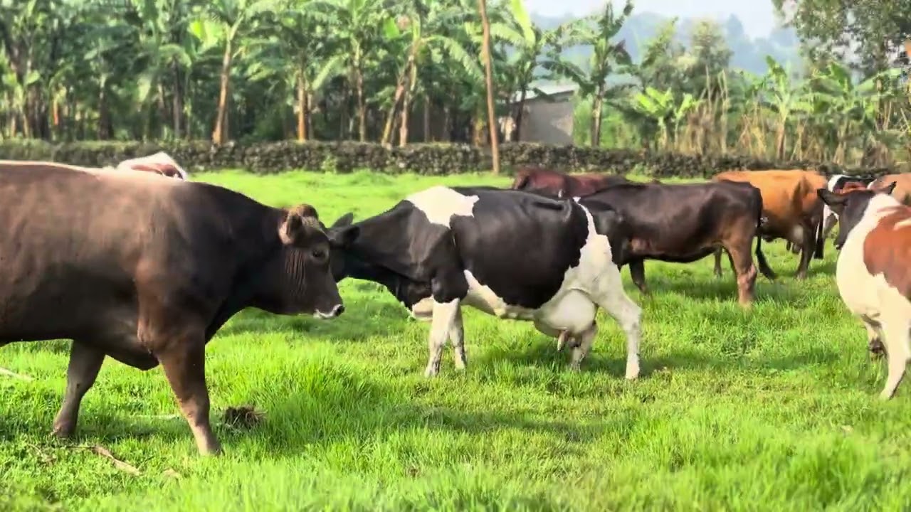 Inka izuba rirashe zisheje