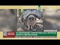 На Миколаївщині співробітники ДСНС врятували дитинча сови від пожежі