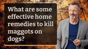 What are some effective home remedies to kill maggots on dogs?