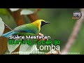Masteran Burung Cucak Ijo Materi Lomba Mp3 - Mp4 Download