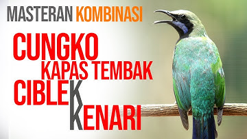 MASTERAN CUNGKOK - KATEM - CIBLEK KRISTAL - KENARI