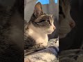 お耳ピンと猫🐱 - Cats Ears - #shorts #cat