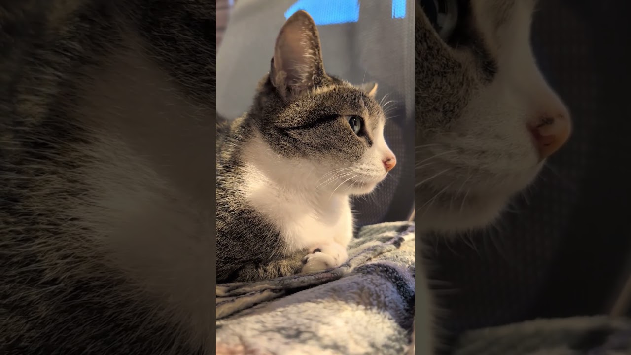 お耳ピンと猫🐱 - Cats Ears - #shorts #cat