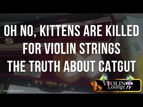 Video: Smuikas stygos niekada nebuvo pagamintos iš tikrųjų kačių žarnų