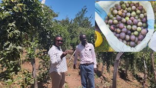 Passion Fruit Farming in KenyaHow to make millions in Agriculture