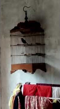 Download lagu suara merdu jongkangan biru.full power