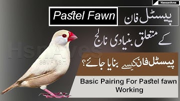 Java Pastel Fawn Combination Working ( Basic Pairing ) Part 1