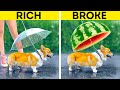 RICH PET OWNER vs POOR PET OWNER || New Gadgets, Hacks And DIYs For SMART PET LOVERS