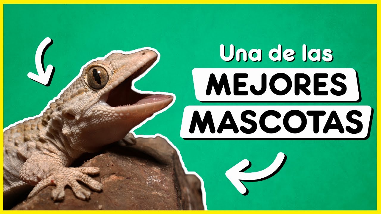 ¿POR QUÉ tener LAGARTIJAS en tu HOGAR?