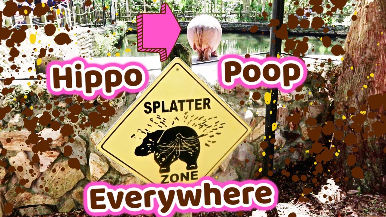 Hippo splatters explosive diarrhea everywhere 3 - YouTube