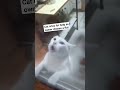 Cat Cries For Help As Owner Chases A Rat Jojoandstephtv Help Cat Rat Animal Lovers Pet Cry