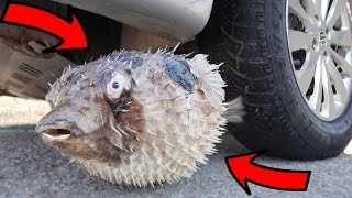 Download lagu EXPERIMENT CAR vs FISH EXPERIMENT CAR vs FISH
