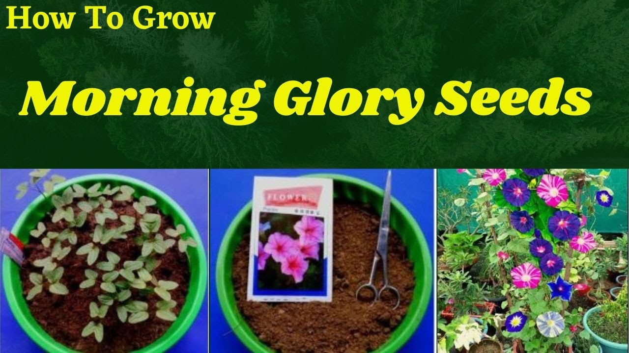 Unlocking the Secrets of Morning Glory Seed Germination Tips and