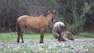 Action Packed Wild Horses - Mark Storto Nature Clips 2024