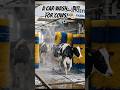"A Car Wash... But For Cows! 🐮🚿"